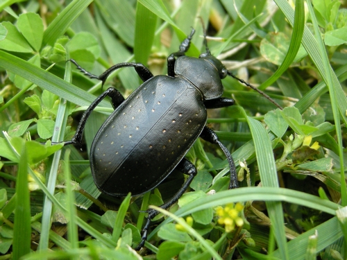 UNA BELLA VISITA: Calosoma maderae  ssp.  maderae